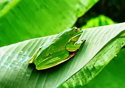Litoria infrafrenata