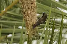 Lonchura striata sur un nid abandonné