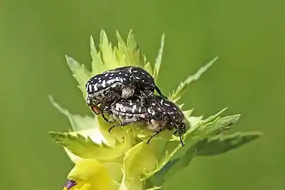 Accouplement