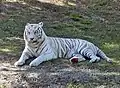 Tigre blanc