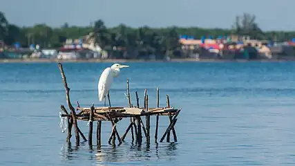 Héron blanc devant Playa Larga