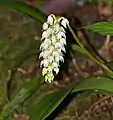 Orchidée blanche