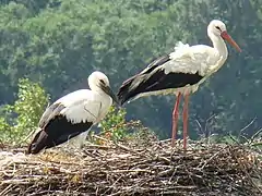 Cigogne blanche