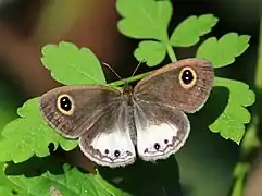 Ypthima ceylonica