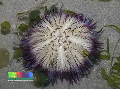 Salmacis virgulata à Singapour.
