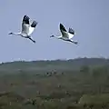 Grues