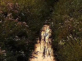 Zalesie (Kodrąb)