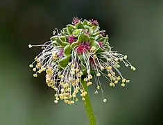 Encore en fleur.
