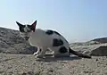 Un chat haret « arlequin »