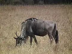 Le gnou est un ruminant  herbivore, il se nourrit de diverses plantes herbacées.