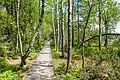 Chemin vers le Wildsee.