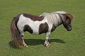 poney endormi vu de profil