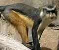 Mone de Wolf (Cercopithecus wolfi)