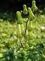 Aconitum lycoctonum subsp. vulparia.