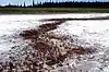Parc national de Wood Buffalo