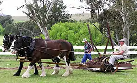 Compétition d traits australiens à Woolbrook.