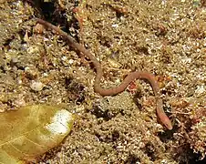 Scolecenchelys breviceps