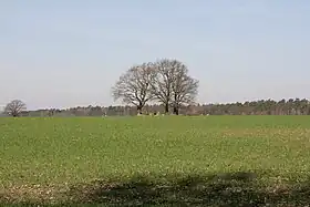 Wrestedt