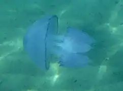 Rhizostoma octopus