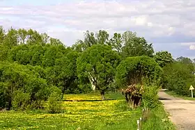 Wysocze