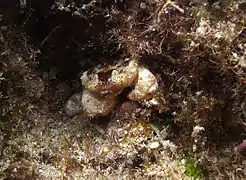 Xanthias lamarckii