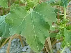 Feuille.