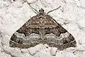 Xanthorhoe biriviata  (Borkhausen, 1794)