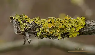 Xanthoria parietina (Lecanoromycetes)