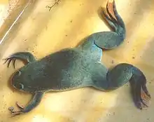 photographie en couleur d'une grenouille de grande taille, vue de dessus