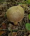 Cuticule tomenteuse(Xerocomus subtomentosus)