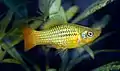 Platy varié (Xiphophorus variatus)