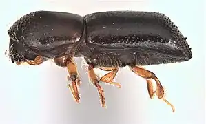 Vue latérale d'une femelle X. glabratus. Longueur 2,4&nbsp;mm.