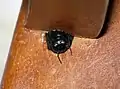 Xylocopa darwini, Femelle sortant de son nid dans une chaise en bois. Charles Darwin Foundation, Santa Cruz Island, Galapágos, Ecuador.