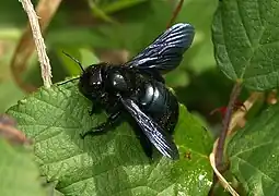 Xylocope irisé(Xylocopa iris)