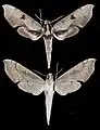 Xylophanes obscurus