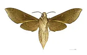 Xylophanes porcus continentalis △ Revers -MHNT