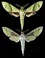 Xylophanes tyndarus
