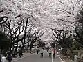 谷中霊園