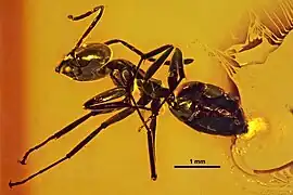 spécimen MBI2289