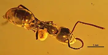spécimen MBI2291