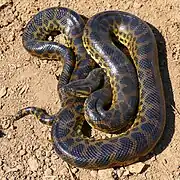 Eunectes notaeus