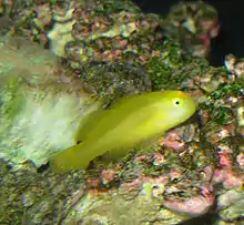 Gobiodon okinawae