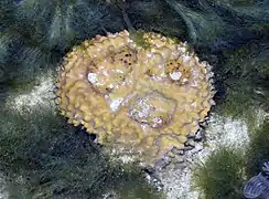 Rhabdastrella globostellata(Tetractinellida)
