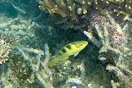 Scarus dimidiatus