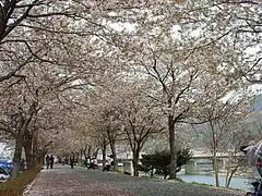 La Yocheon au printemps