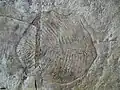Yorgia waggoneri.
