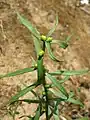 Jeune exemplaire de la variété bulbiferum.