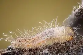 La chenille.