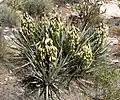 Yucca baccata ou Yucca banane