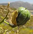Fruit